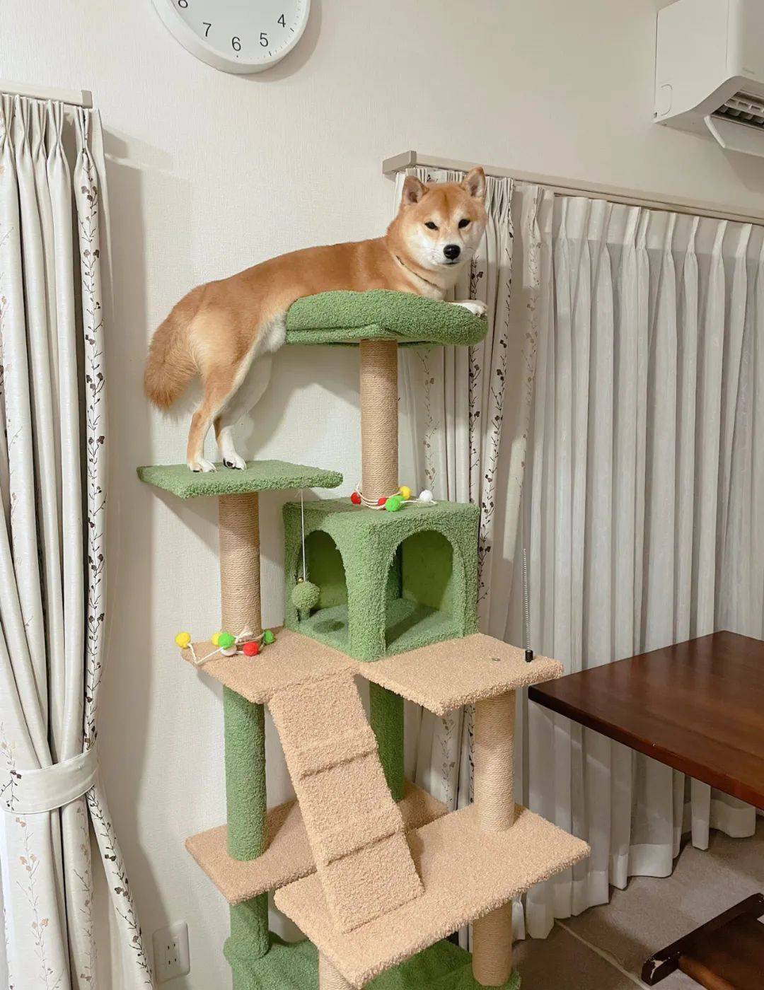 半夜聽到柴犬在哭，過去一看發(fā)現(xiàn)它在貓爬架頂端凹造型...:爬架